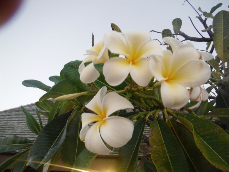 DSCF0119