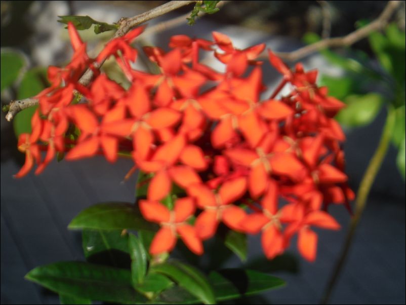 DSCF0230
